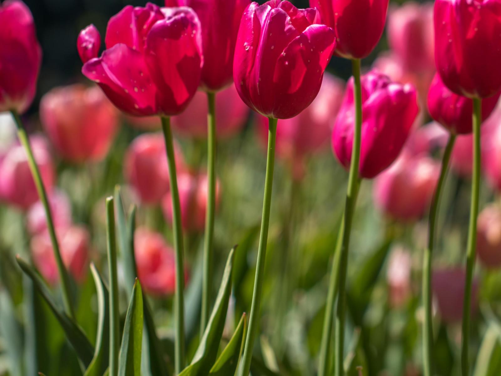 Tulpen.jpg