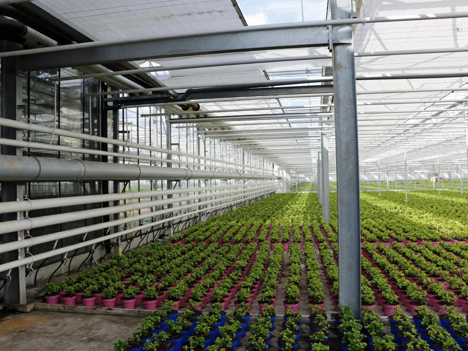 Potplantenkwekerij thermisch verzinken staalconstructie Rotocoat